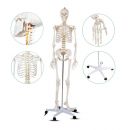 Ανθρώπινος Σκελετός Ανατομίας - Διδακτικό Πρόπλασμα με Βάση Στήριξης 178 x 37.5 x 20 cm Hoppline HOP1001167