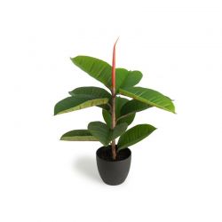 Τεχνητό Φυτό Ficus Elastica 58 cm Inkazen 40081831